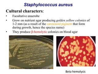 Cultural characters:
• Facultative anaerobe
• Grow on nutrient agar producing golden yellow colonies of
1-2 mm (as a result of the carotenoid pigment that form
during growth, hence the species name)
• They produce β-hemolytic colonies on blood agar
Beta hemolysis
Staphylococcus aureus
 