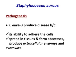 Pathogenesis
 S. aureus produce disease b/c:
its ability to adhere the cells
spread in tissues & form abscesses,
produce extracellular enzymes and
exotoxins.
Staphylococcus aureus
 