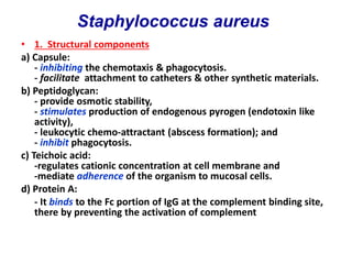 • 1. Structural components
a) Capsule:
- inhibiting the chemotaxis & phagocytosis.
- facilitate attachment to catheters & other synthetic materials.
b) Peptidoglycan:
- provide osmotic stability,
- stimulates production of endogenous pyrogen (endotoxin like
activity),
- leukocytic chemo-attractant (abscess formation); and
- inhibit phagocytosis.
c) Teichoic acid:
-regulates cationic concentration at cell membrane and
-mediate adherence of the organism to mucosal cells.
d) Protein A:
- It binds to the Fc portion of IgG at the complement binding site,
there by preventing the activation of complement
Staphylococcus aureus
 