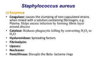 c) Enzymes:
• Coagulase: causes the clumping of non-capsulated strains
when mixed with a solution containing fibrinogen, e.g.
Plasma. Helps encase infection by forming fibrin layer
around abscess
• Catalase: Reduces phagocytic killing by converting H2O2 to
H2O
• Hyaluronidase: Spreading factors
• Fibrinolysin:
• Lipases:
• Nucleases:
• Penicillinase: Disrupts the Beta -lactame rings
Staphylococcus aureus
 