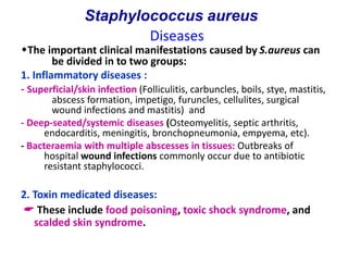 Diseases
The important clinical manifestations caused by S.aureus can
be divided in to two groups:
1. Inflammatory diseases :
- Superficial/skin infection (Folliculitis, carbuncles, boils, stye, mastitis,
abscess formation, impetigo, furuncles, cellulites, surgical
wound infections and mastitis) and
- Deep-seated/systemic diseases (Osteomyelitis, septic arthritis,
endocarditis, meningitis, bronchopneumonia, empyema, etc).
- Bacteraemia with multiple abscesses in tissues: Outbreaks of
hospital wound infections commonly occur due to antibiotic
resistant staphylococci.
2. Toxin medicated diseases:
 These include food poisoning, toxic shock syndrome, and
scalded skin syndrome.
Staphylococcus aureus
 