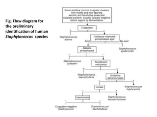 Fig. Flow diagram for
the preliminary
identification of human
Staphylococcus species
 