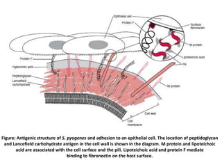 Figure: Antigenic structure of S. pyogenes and adhesion to an epithelial cell. The location of peptidoglycan
and Lancefield carbohydrate antigen in the cell wall is shown in the diagram. M protein and lipoteichoic
acid are associated with the cell surface and the pili. Lipoteichoic acid and protein F mediate
binding to fibronectin on the host surface.
 