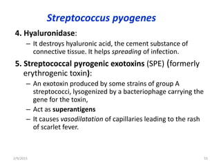 Streptococcus pyogenes
4. Hyaluronidase:
– It destroys hyaluronic acid, the cement substance of
connective tissue. It helps spreading of infection.
5. Streptococcal pyrogenic exotoxins (SPE) (formerly
erythrogenic toxin):
– An exotoxin produced by some strains of group A
streptococci, lysogenized by a bacteriophage carrying the
gene for the toxin,
– Act as superantigens
– It causes vasodilatation of capillaries leading to the rash
of scarlet fever.
2/9/2015 55
 