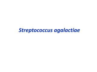 Streptococcus agalactiae
 