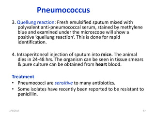 Pneumococcus
3. Quellung reaction: Fresh emulsified sputum mixed with
polyvalent anti-pneumococcal serum, stained by methylene
blue and examined under the microscope will show a
positive ‘quellung reaction’. This is done for rapid
identification.
4. Intraperitoneal injection of sputum into mice. The animal
dies in 24-48 hrs. The organism can be seen in tissue smears
& pure culture can be obtained from heart blood.
Treatment
• Pneumococci are sensitive to many antibiotics.
• Some isolates have recently been reported to be resistant to
penicillin.
2/9/2015 87
 