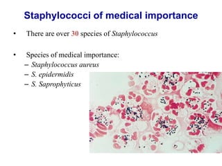 Staphylococci of medical importance
• There are over 30 species of Staphylococcus
• Species of medical importance:
– Staphylococcus aureus
– S. epidermidis
– S. Saprophyticus
 