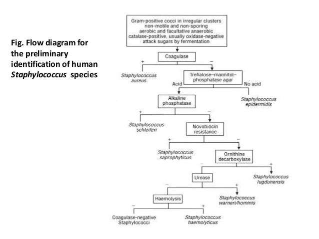 Streptococcus Identification Chart