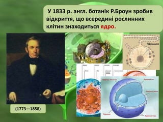У 1833 р. англ. ботанік Р.Броун зробив
відкриття, що всередині рослинних
клітин знаходиться ядро.
(1773—1858)
 