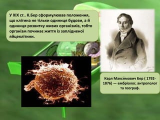 У ХІХ ст.. К.Бер сформулював положення,
що клітина не тільки одиниця будови, а й
одиниця розвитку живих організмів, тобто
організм починає життя із заплідненої
яйцеклітини.
Карл Макси́мович Бер ( 1792-
1876) — ембріолог, антрополог
та географ.
 