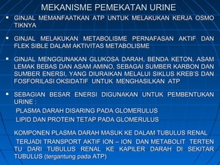 MEKANISME PEMEKATAN URINEMEKANISME PEMEKATAN URINE
 GINJAL MEMANFAATKAN ATP UNTUK MELAKUKAN KERJA OSMOGINJAL MEMANFAATKAN ATP UNTUK MELAKUKAN KERJA OSMO
TIKNYATIKNYA
 GINJAL MELAKUKAN METABOLISME PERNAFASAN AKTIF DANGINJAL MELAKUKAN METABOLISME PERNAFASAN AKTIF DAN
FLEK SIBLE DALAM AKTIVITAS METABOLISMEFLEK SIBLE DALAM AKTIVITAS METABOLISME
 GINJAL MENGGUNAKAN GLUKOSA DARAH, BENDA KETON, ASAMGINJAL MENGGUNAKAN GLUKOSA DARAH, BENDA KETON, ASAM
LEMAK BEBAS DAN ASAM AMINO, SEBAGAI SUMBER KARBON DANLEMAK BEBAS DAN ASAM AMINO, SEBAGAI SUMBER KARBON DAN
SUMBER ENERSI, YANG DIURAIKAN MELALUI SIKLUS KREB’S DANSUMBER ENERSI, YANG DIURAIKAN MELALUI SIKLUS KREB’S DAN
FOSFORILASI OKSIDATIF UNTUK MENGHASILKAN ATPFOSFORILASI OKSIDATIF UNTUK MENGHASILKAN ATP
 SEBAGIAN BESAR ENERSI DIGUNAKAN UNTUK PEMBENTUKANSEBAGIAN BESAR ENERSI DIGUNAKAN UNTUK PEMBENTUKAN
URINE :URINE :
PLASMA DARAH DISARING PADA GLOMERULUSPLASMA DARAH DISARING PADA GLOMERULUS
LIPID DAN PROTEIN TETAP PADA GLOMERULUSLIPID DAN PROTEIN TETAP PADA GLOMERULUS
KOMPONEN PLASMA DARAH MASUK KE DALAM TUBULUS RENALKOMPONEN PLASMA DARAH MASUK KE DALAM TUBULUS RENAL
TERJADI TRANSPORT AKTIF ION – ION DAN METABOLIT TERTENTERJADI TRANSPORT AKTIF ION – ION DAN METABOLIT TERTEN
TU DARI TUBULUS RENAL KE KAPILER DARAH DI SEKITARTU DARI TUBULUS RENAL KE KAPILER DARAH DI SEKITAR
TUBULUS (tergantung pada ATP)TUBULUS (tergantung pada ATP)
 