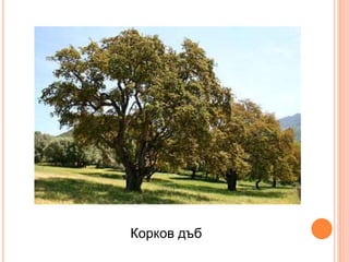 Корков дъб
 