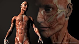 http://imgarcade.com/1/human-body-wallpaper/
 