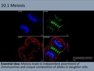 10.1 Meiosis
Essential idea: Meiosis leads to independent assortment of
chromosomes and unique composition of alleles in daughter cells.
http://upload.wikimedia.org/wikipedia/c
ommons/4/46/Dividing_Cell_Fluorescenc
e.jpg
 