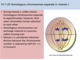 10.1 meiosis