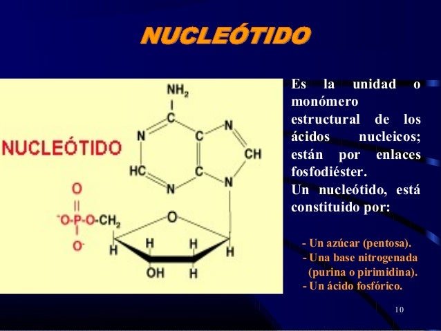 ácidos nucleicos