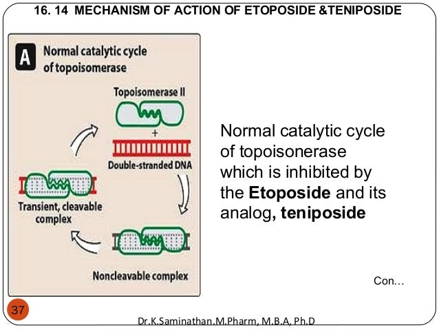 Etoposide   wikipedia