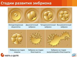 Стадии развития эмбриона
 