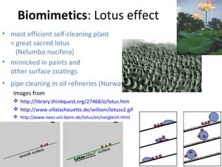 Biomimetics: Lotus effect
• most efficient self-cleaning plant
= great sacred lotus
(Nelumbo nucifera)
• mimicked in paints and
other surface coatings
• pipe cleaning in oil refineries (Norway)
Images from
 http://library.thinkquest.org/27468/e/lotus.htm
 http://www.villalachouette.de/william/lotusv2.gif
 http://www.nees.uni-bonn.de/lotus/en/vergleich.html
 