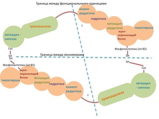 кетоацил
- синтаза
Граница между функциональными единицами
Граница между мономерами
Еноилт-
редуктаза
гидратаза
кетоацил-
редуктаза
ацил-
переносящий
белок
тиоэстеpaзa
кетоацил -
синтаза
трансацилаза
еноил-
редуктаза
гидратаза
гидратаза
еноилт-
редуктаза
Кетоацил-
редуктаза
ацил-
переносящий
белок
тиоэстеpaзa
1
2
Фосфопантетеин (vit B5)
SH
SH
Cys
Фосфопантетеин (vit B5)
SH
SH
Cys
 