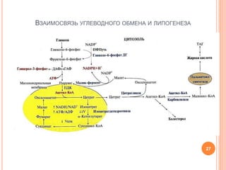 ВЗАИМОСВЯЗЬ УГЛЕВОДНОГО ОБМЕНА И ЛИПОГЕНЕЗА
27
 