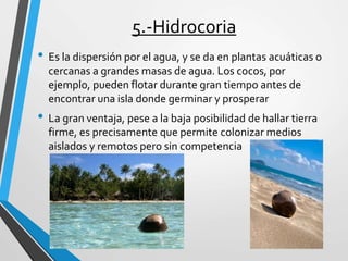 5.-Hidrocoria
• Es la dispersión por el agua, y se da en plantas acuáticas o
cercanas a grandes masas de agua. Los cocos, por
ejemplo, pueden flotar durante gran tiempo antes de
encontrar una isla donde germinar y prosperar
• La gran ventaja, pese a la baja posibilidad de hallar tierra
firme, es precisamente que permite colonizar medios
aislados y remotos pero sin competencia
 