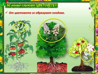 какви са
функциите на органите и
какво е тяхното значение за
живота на растението:
служи за
и за
.
дава ,
привежда
и
отвеж...