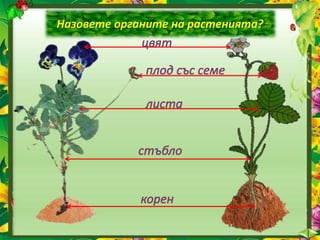 Назовете органите на растенията?
 