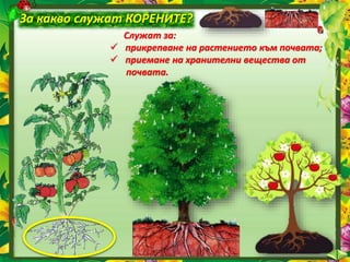 За какво служат ЛИСТАТА?
 В листата се образуват хранителни вещества, необходими
за живота и растежа на растението.
 Пре...