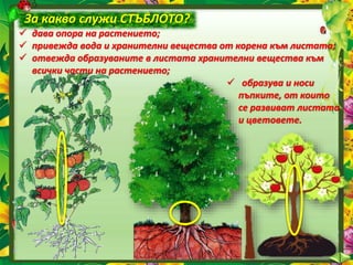 За какво служи СТЪБЛОТО?
 дава опора на растението;
 привежда вода и хранителни вещества от корена към листата;
 отвежда образуваните в листата хранителни вещества към
всички части на растението;
 образува и носи
пъпките, от които
се развиват листата
и цветовете.
 