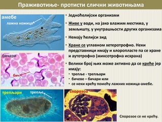 • Једноћелијски организми
• Живе у води, на јако влажим местима, у
земљишту, у унутрашњости других организама
• Немају ћелијси зид
• Хране се углавном хетеротрофно. Неки
представници имају и хлоропласте па се хране
и аутотрофно (миксотрофна исхрана)
• Велики број њих може активно да се креће јер
имају:
• трепље - трепљари
• бичеве – бичари или
• се неки крећу помоћу лажних ножица-амебе.
Праживотиње- протисти слични животињама
амебе
бичари
трепљари
лажна ножица
бич
трепље спорозоа
Спорозое се не крећу.
 