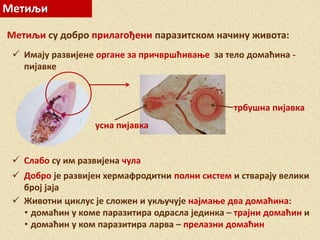 Метиљи
 Имају развијене органе за причвршћивање за тело домаћина -
пијавке
Метиљи су добро прилагођени паразитском начину живота:
 Слабо су им развијена чула
 Добро је развијен хермафродитни полни систем и стварају велики
број јаја
 Животни циклус је сложен и укључује најмање два домаћина:
• домаћин у коме паразитира одрасла јединка – трајни домаћин и
• домаћин у ком паразитира ларва – прелазни домаћин
усна пијавка
трбушна пијавка
 