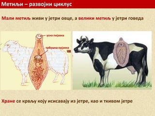 Метиљи – развојни циклус
Мали метиљ живи у јетри овце, а велики метиљ у јетри говеда
Хране се крвљу коју исисавају из јетре, као и ткивом јетре
 