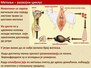 Метиљи – развојни циклус
Из цисти се у
цревима излежу
млади метиљи који
крвотоком доспевају
до јетре
Када достигну полну зрелост размножавају се полно.
Хермафродити су и оплодња је унакрсна.
Када оплођена јаја из метиља стигну до црева домаћина, избацују
се изметом у спољашну средину.
У јетри може да се нађе велики број метиља.
Животиње се заразе
метиљем ако поједу
листове траве са
цистама метиља
 