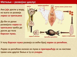 Метиљи – развојни циклус
Ако јаје доспе у воду,
из њега се развија
ларва са трепљама
У телу барског пужа развија се већи број ларви са репићем.
Да би се даље
развијала ларва са
трепљама треба да
доспе до тела
барског пужа.
Ларве са репићем излазе из пужа и причвршћују се за листове
траве или другог биља и ту се учаури.
 