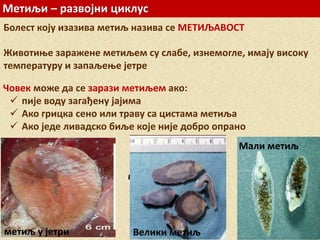 Метиљи – развојни циклус
Болест коју изазива метиљ назива се МЕТИЉАВОСТ
Животиње заражене метиљем су слабе, изнемогле, имају високу
температуру и запаљење јетре
Човек може да се зарази метиљем ако:
 пије воду загађену јајима
 Ако грицка сено или траву са цистама метиља
 Ако једе ливадско биље које није добро опрано
метиљ у јетри
метиљ у јетри
Велики метиљ
Мали метиљ
 