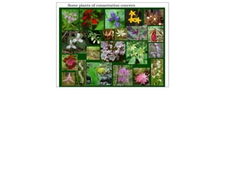 Sample plant list
Some plants of conservation concern
 