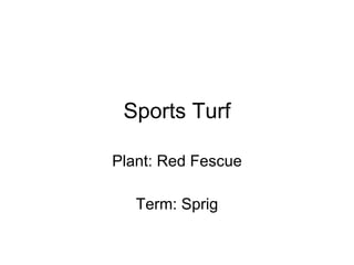 Sports Turf Plant: Red Fescue Term: Sprig 