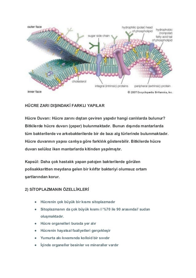 10.hücre ve yapısı 10.hücre ve yapısı
