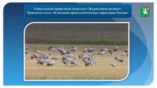 Уникальный природный комплекс «Журавлиная родина».Уникальный природный комплекс «Журавлиная родина».
Присвоен статус «Ключевая орнитологическая территория России»Присвоен статус «Ключевая орнитологическая территория России»
 