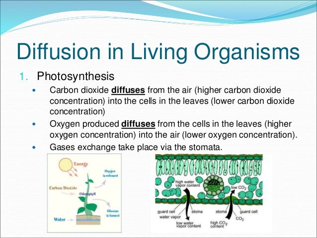 10. Transport System in Organisms Elearning Diffusion & Osmosis
