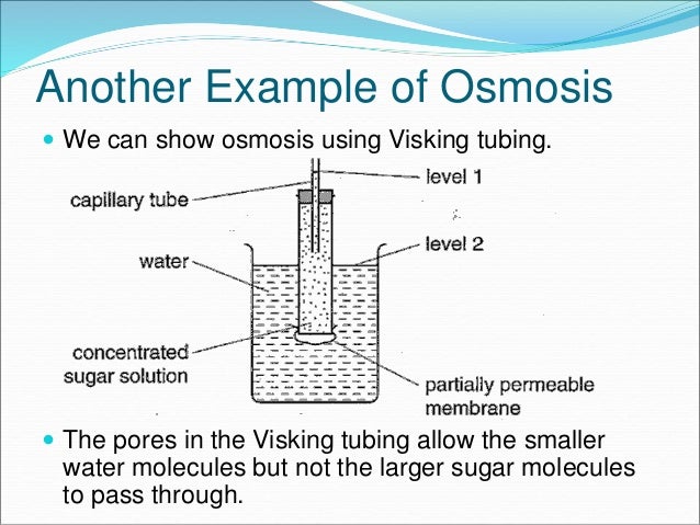 examples of osmosis in the human body