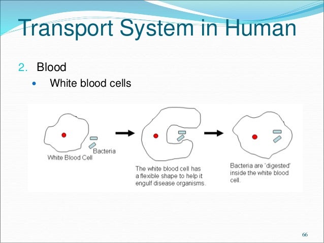 10. Transport System in Organisms Elearning Diffusion & Osmosis