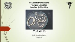 Ascaris
Jesús Octaviano Pavón
15/03/16
Universidad veracruzana
Campus Minatitlán
Facultad de Medicina
 
