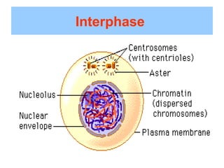Interphase
 