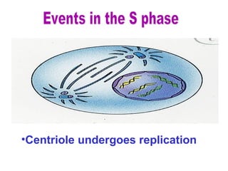 •Centriole undergoes replication
 