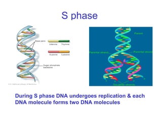 S phase
During S phase DNA undergoes replication & each
DNA molecule forms two DNA molecules
 