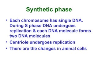 Synthetic phase
• Each chromosome has single DNA.
During S phase DNA undergoes
replication & each DNA molecule forms
two DNA molecules
• Centriole undergoes replication
• There are the changes in animal cells
 