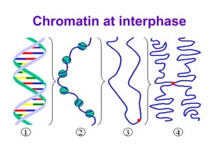 Chromatin at interphase
 