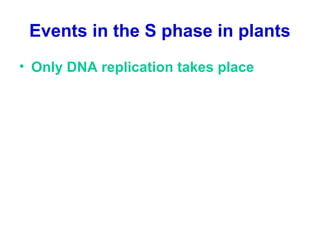 Events in the S phase in plants
• Only DNA replication takes place
 